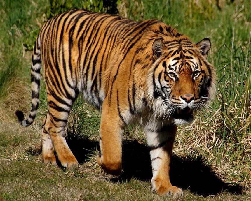 Endangered Tiger Shot At Florida Zoo