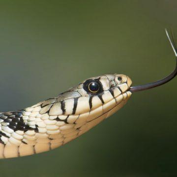 Maryland Man Found Dead With 100+ Snakes in His House